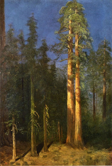 California Redwoods - Click Image to Close