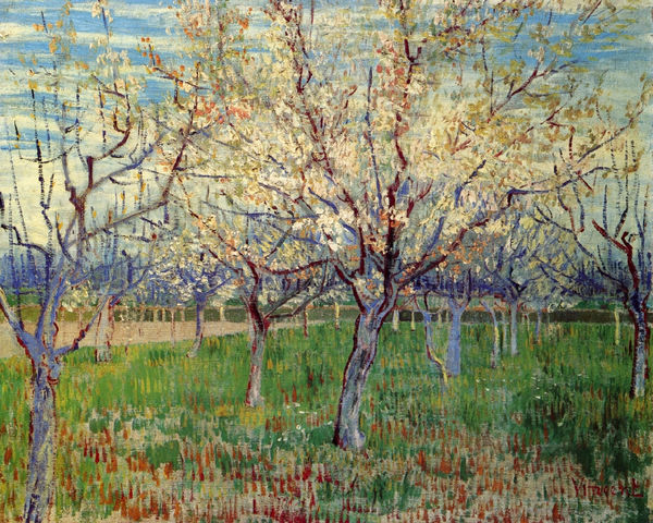 Orchard with Blossoming Apricot Trees - Click Image to Close