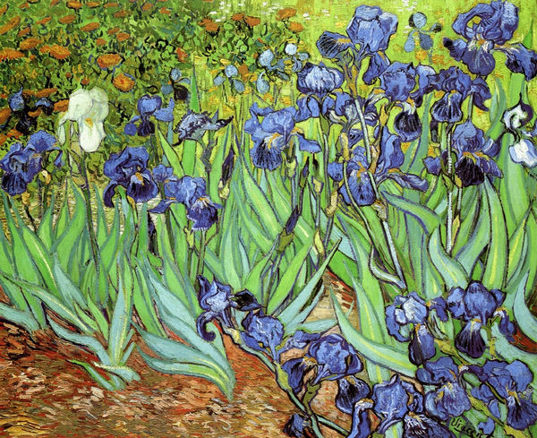 Irises V